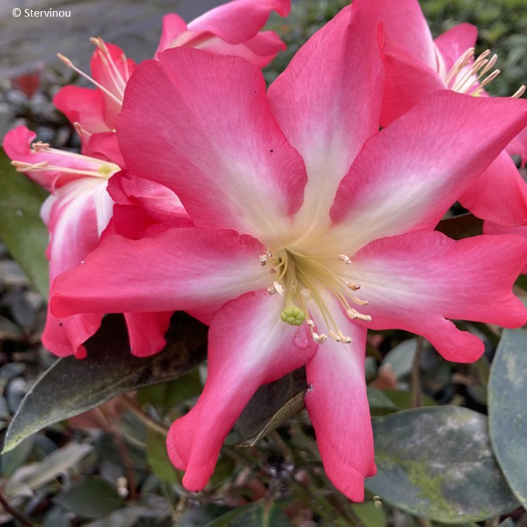 Rhododendron vireya Calavar