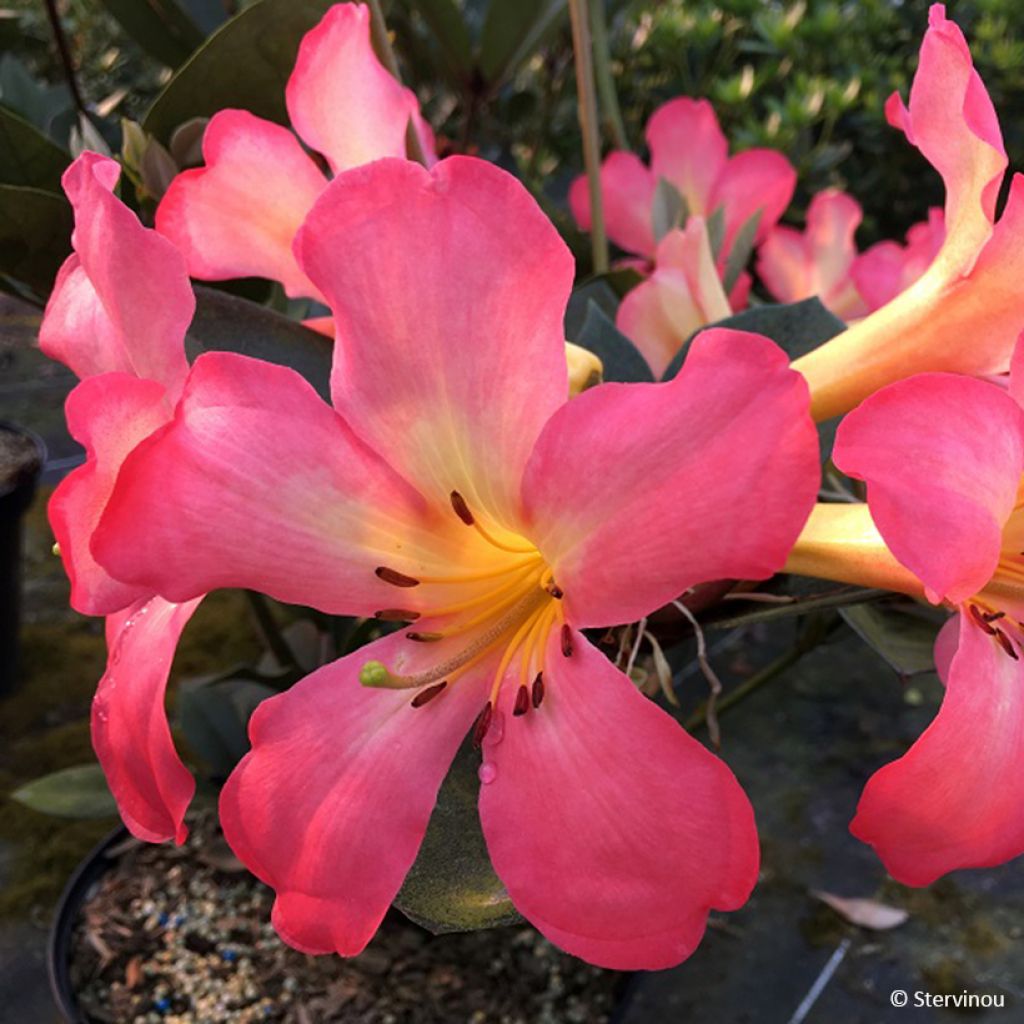 Rhododendron vireya Strawberry Parfait