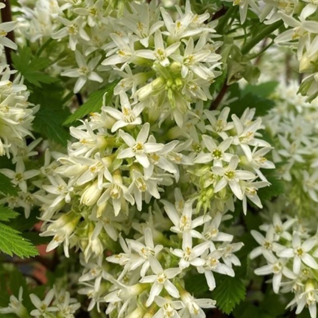 Blut-Johannisbeere Oregon Snowflake - Ribes sanguineum