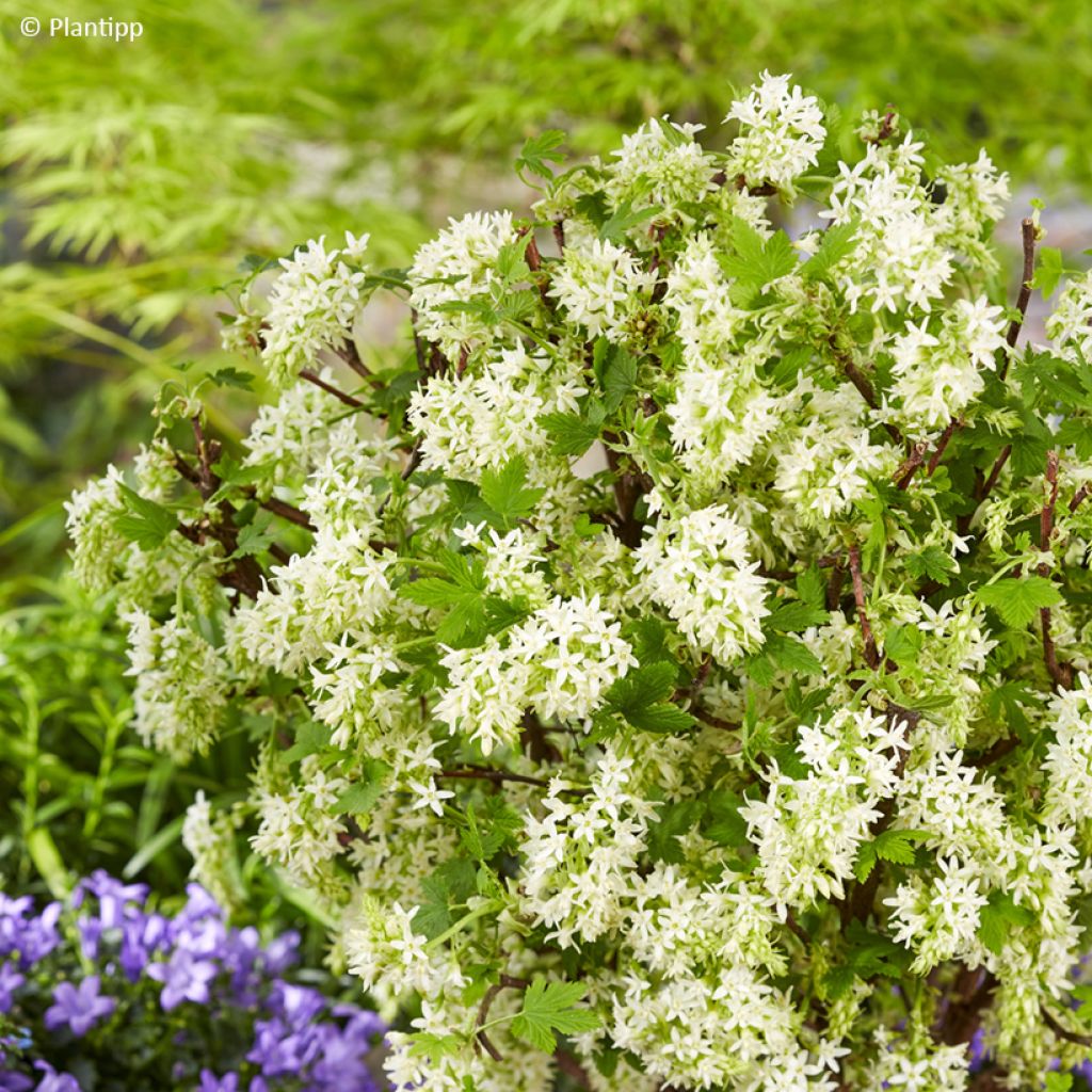 Blut-Johannisbeere Oregon Snowflake - Ribes sanguineum