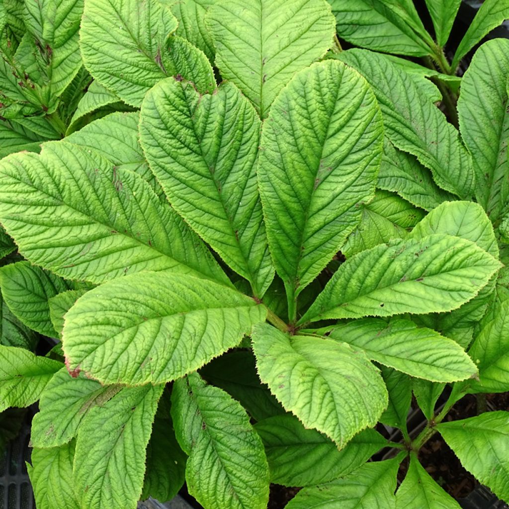 Rodgersia La Blanche - Schaublatt