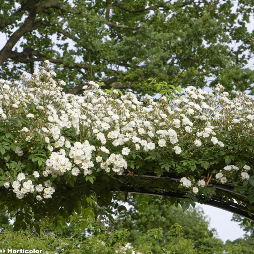 Rosa multiflora Seagull - Kletterrose