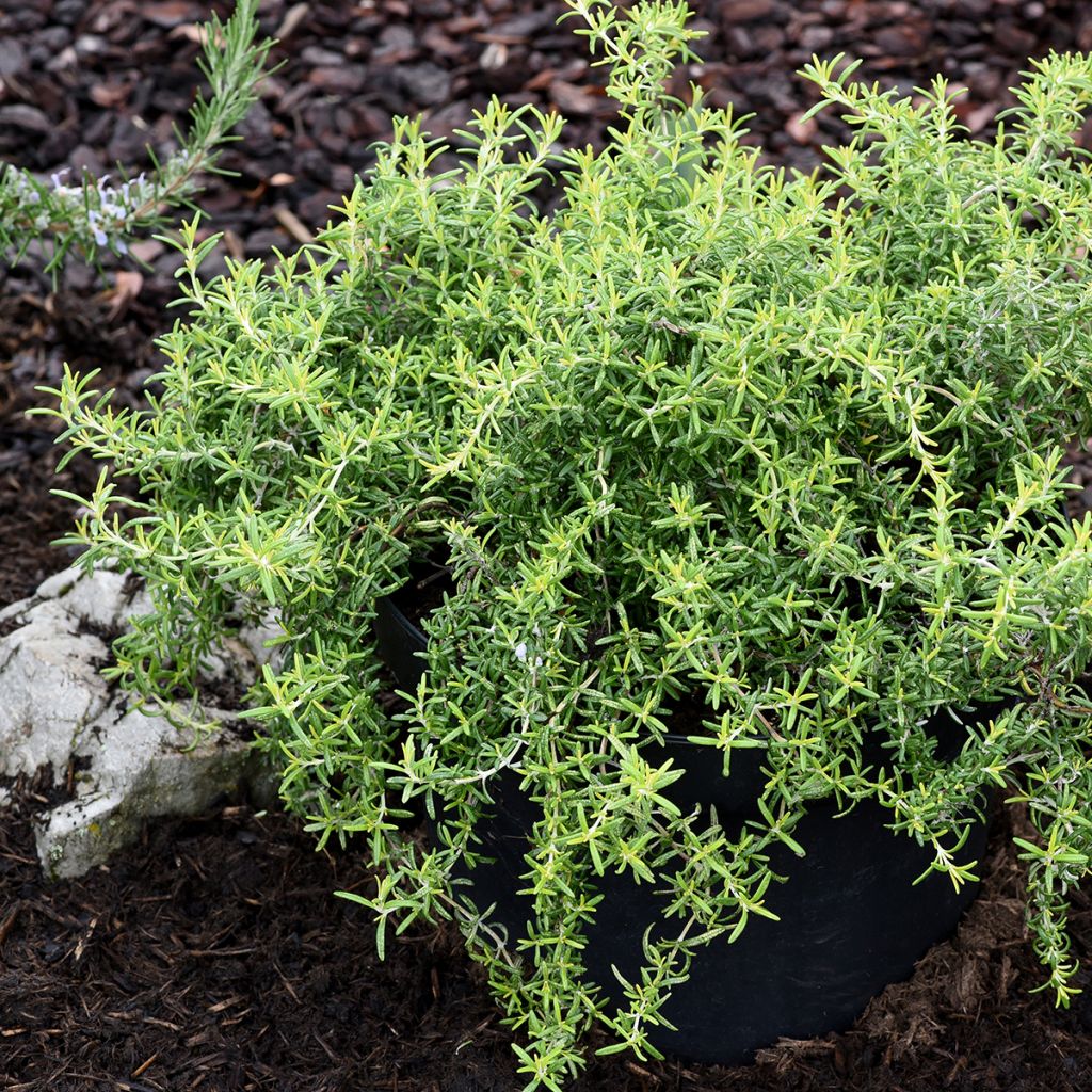 Rosmarin 'Capri' - Salvia rosmarinus