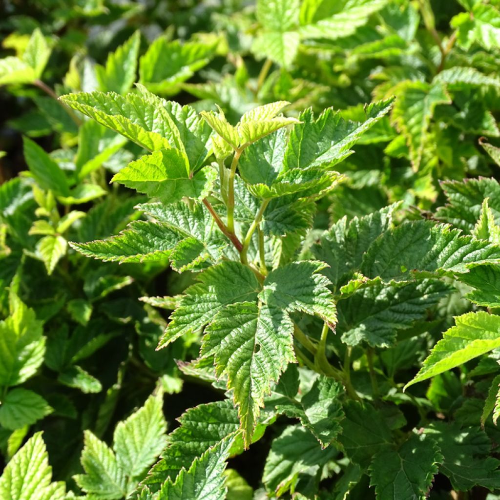 Rubus spectabilis Olympic Double - Pracht-Himbeere