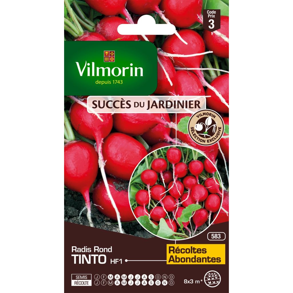 Rettich Tinto F1 - Vilmorin