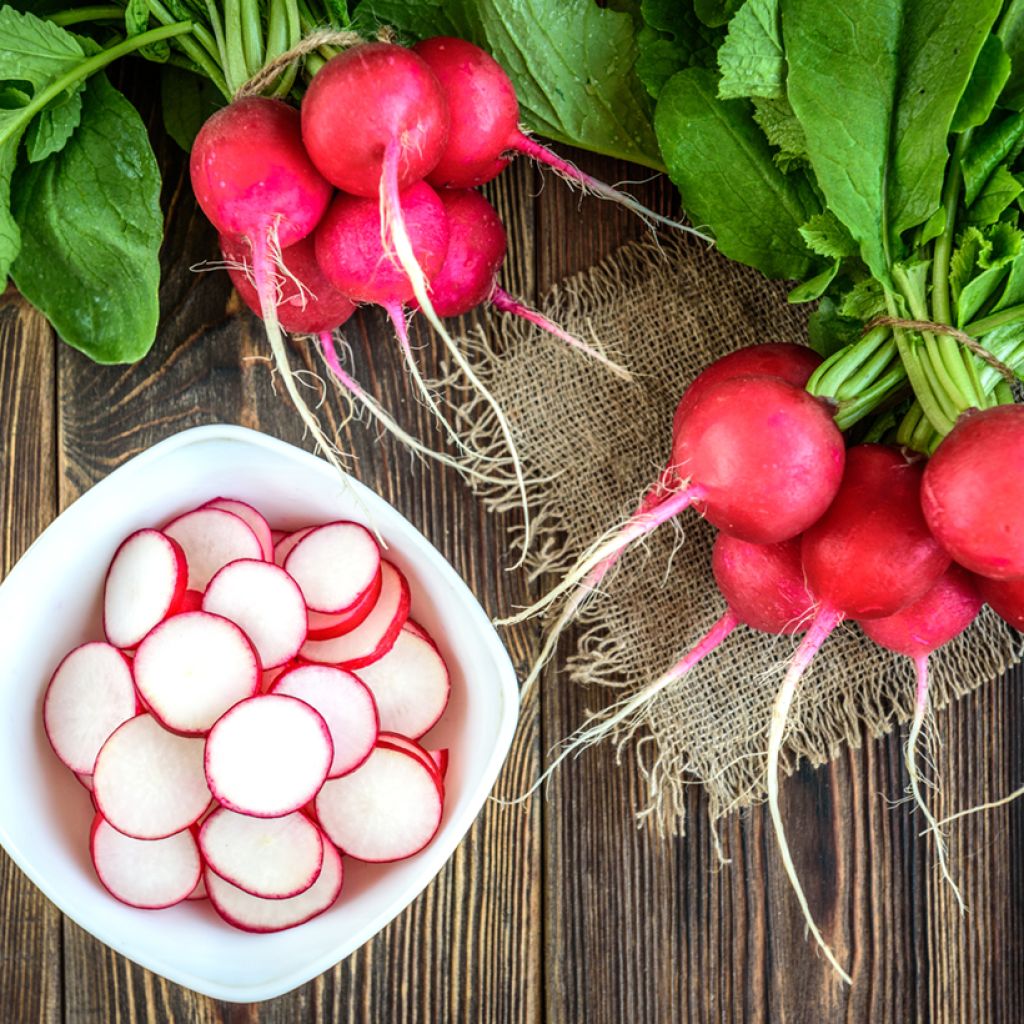 Rettich Rond écarlate