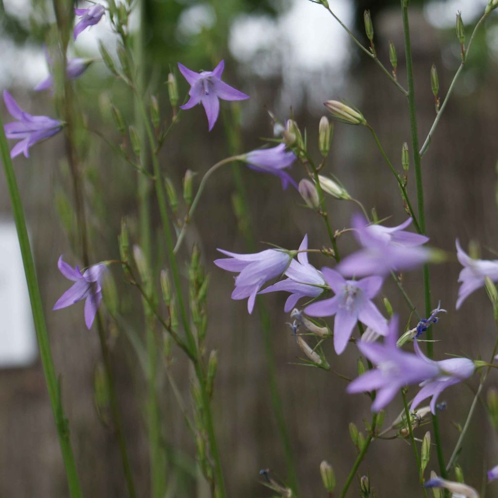 Rapunzel-Glockenblume - Campanula rapunculus