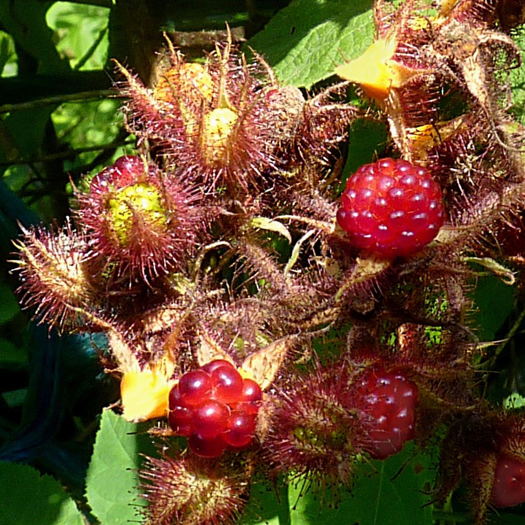 Japanische Weinbeere Raisin du Japon - Rubus phoenicolasius