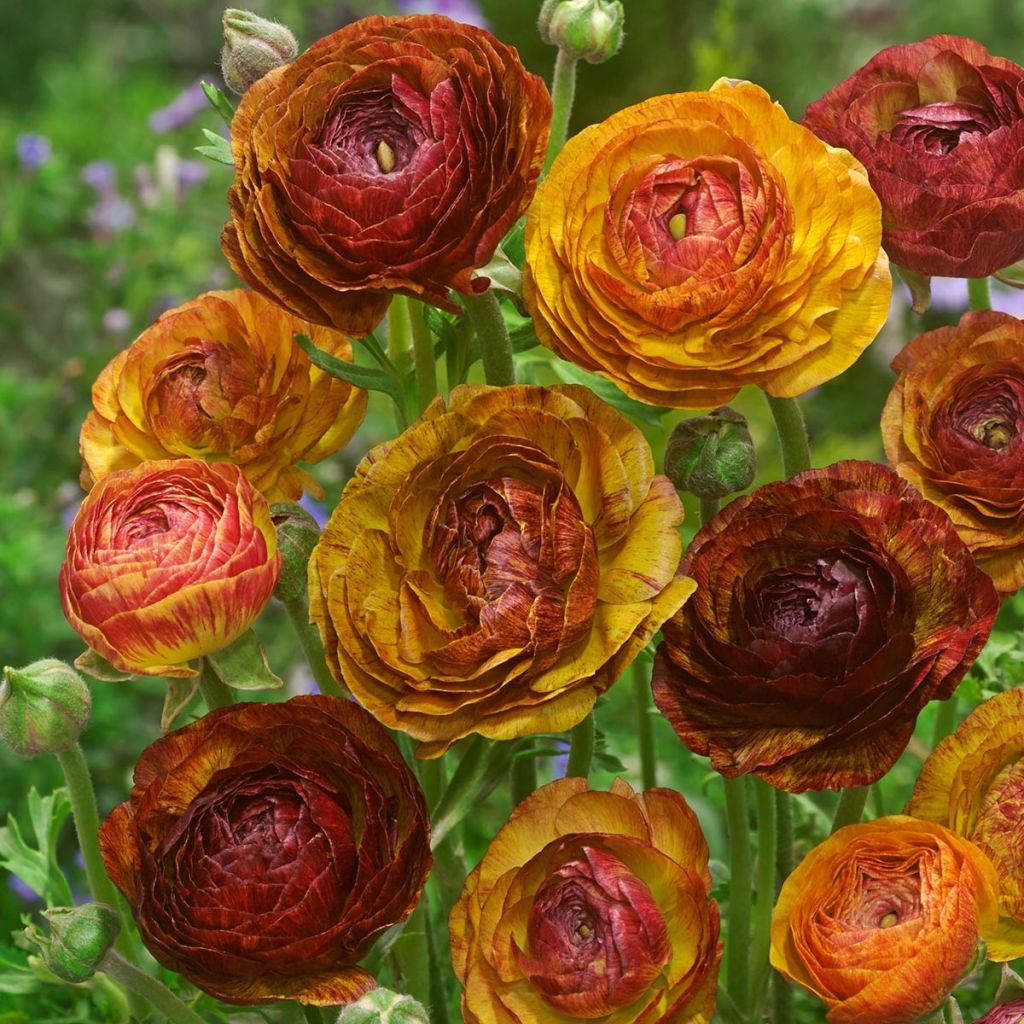 Ranunculus Picotée Café au lait - Ranunkel