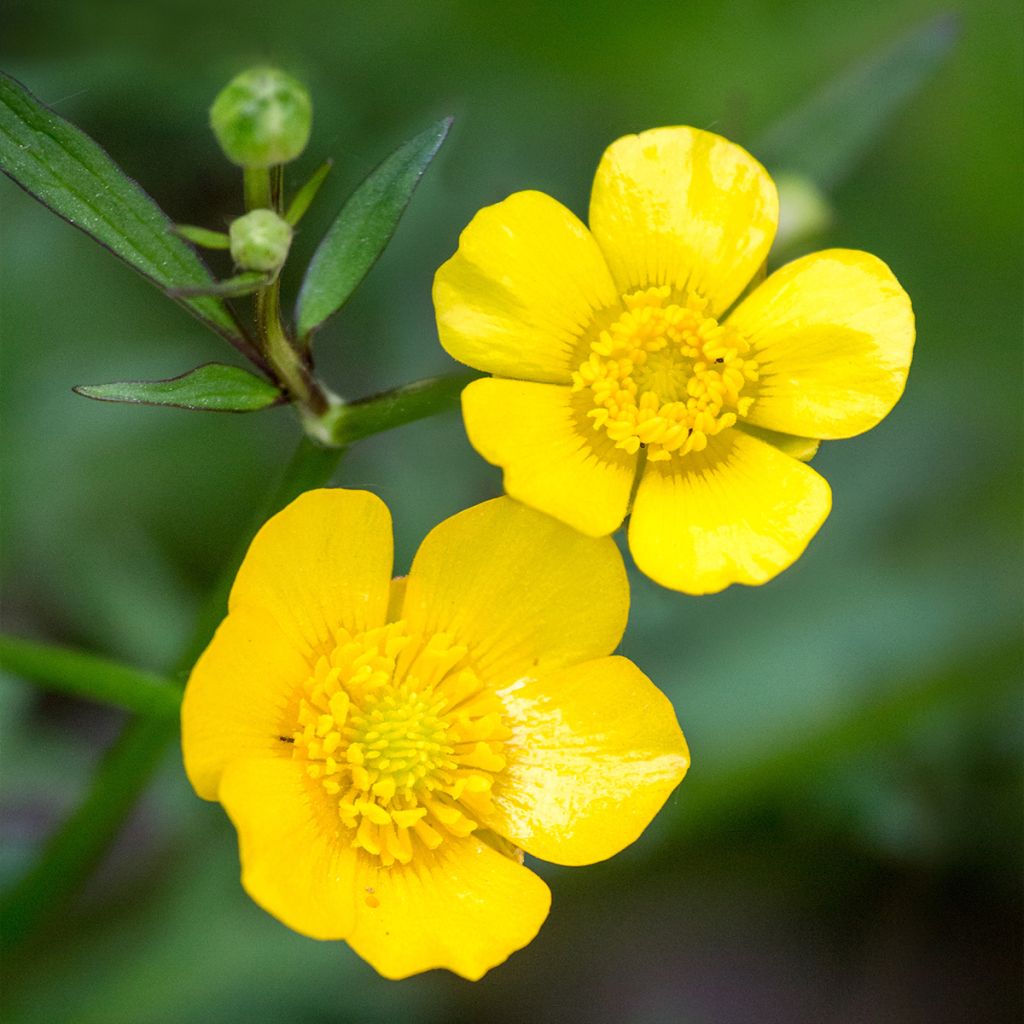 Scharfer Hahnenfuß - Ranunculus acris