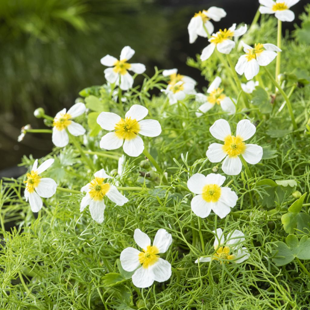 Wasser-Hahnenfuß - Ranunculus aquatilis