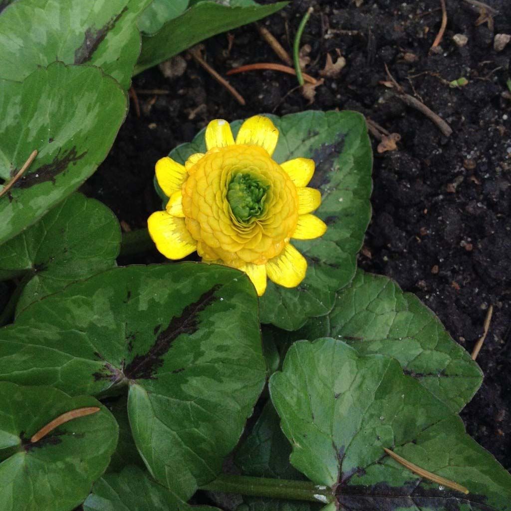 Scharbockskraut Collarette - Ranunculus ficaria