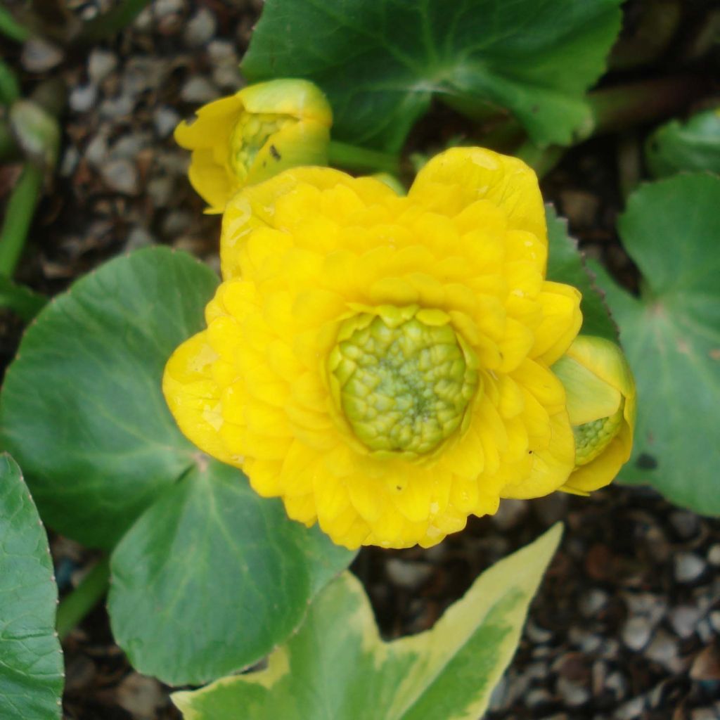 Ranunculus ficaria Flore pleno - Ficaire fausse-renoncule