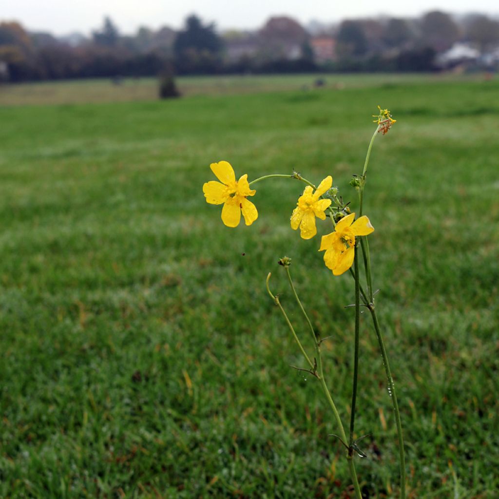 Ranunculus flammula - Renoncule flammette