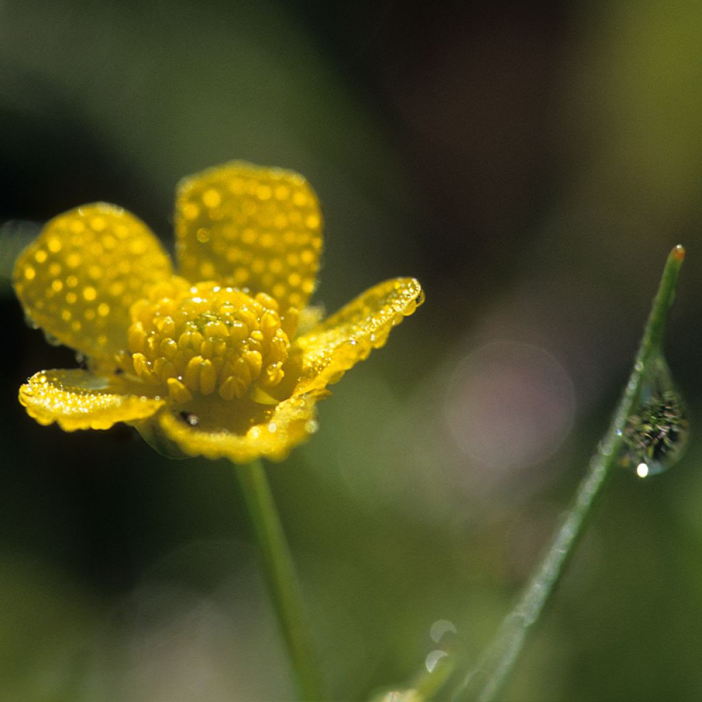 Ranunculus flammula - Renoncule flammette