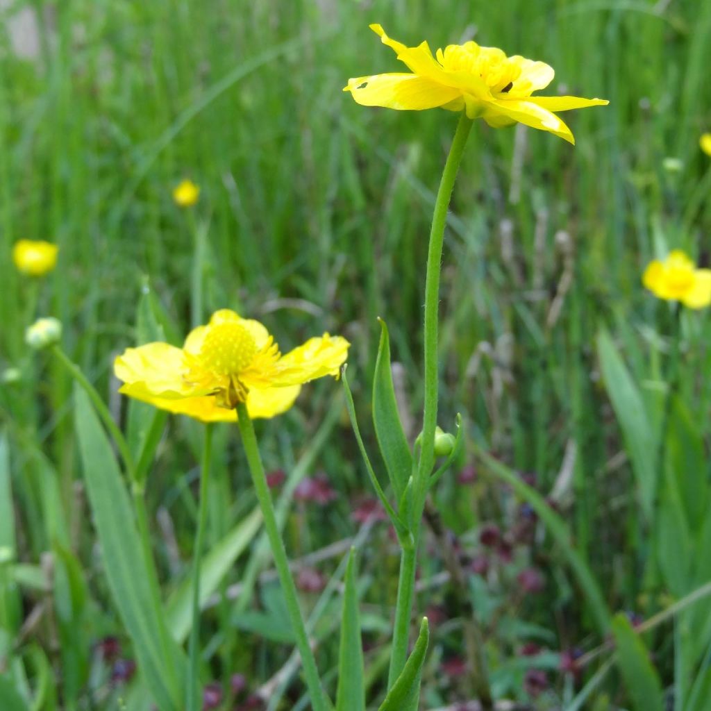 Ranunculus lingua - Großer Hahnenfuß