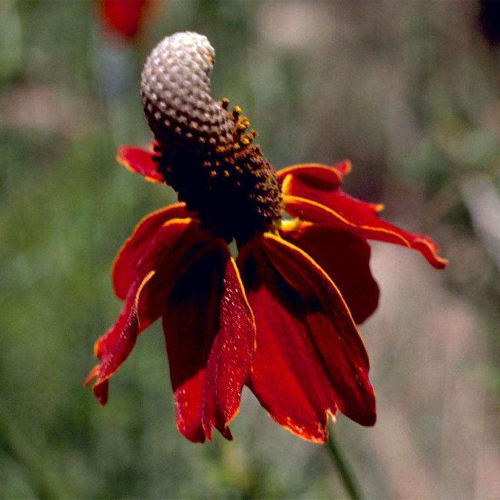 Graines de Ratibida columnifera Chapeau mexicain