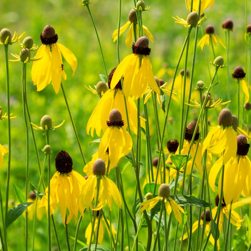 Ratibida pinnata - Präriesonnenhut