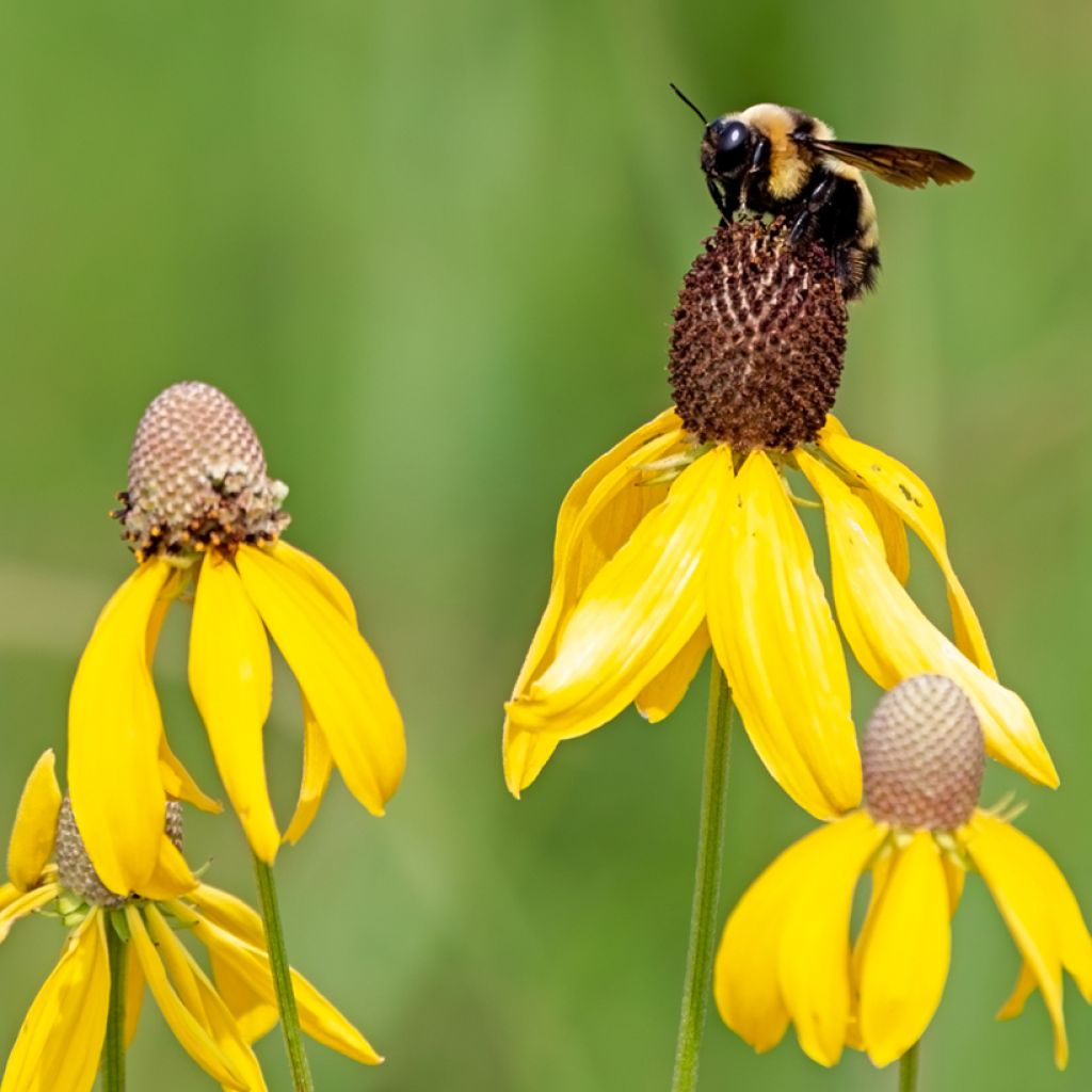 Ratibida pinnata - Präriesonnenhut