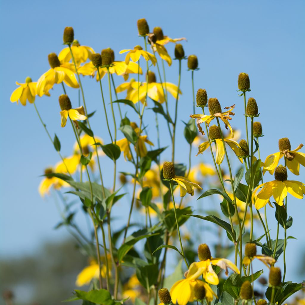 Ratibida pinnata - Präriesonnenhut