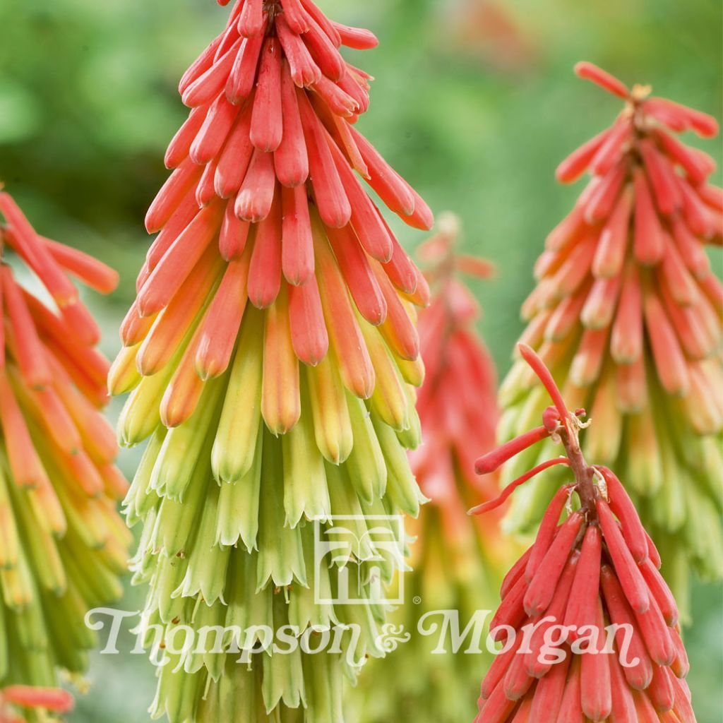 Kniphofia hirsuta Red Hot Poker Traffic Lights (Samen) - Fackellilie