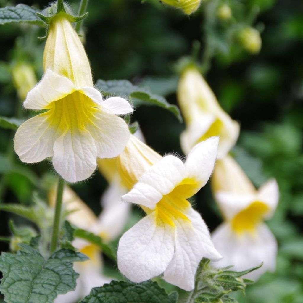 Rehmannia Polina