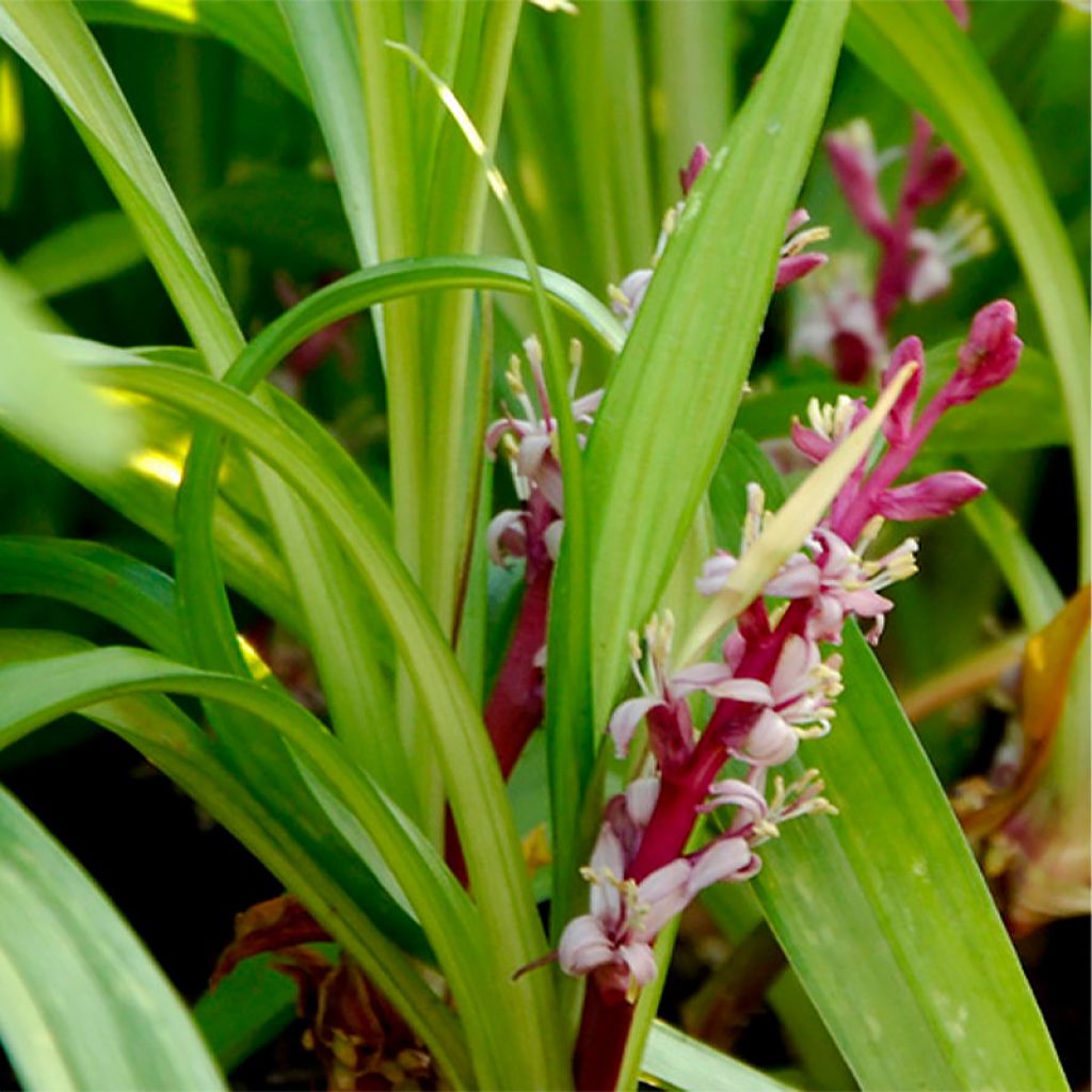 Reineckea carnea