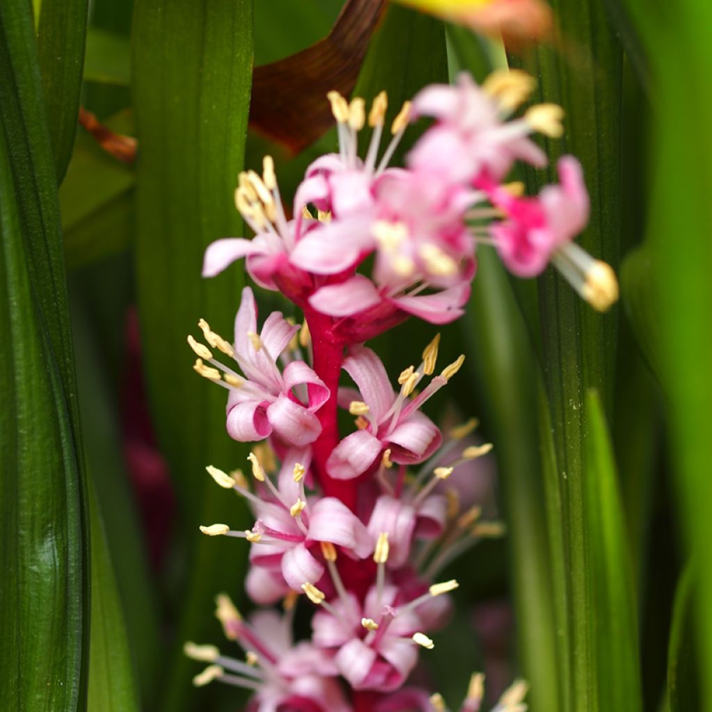 Reineckea carnea