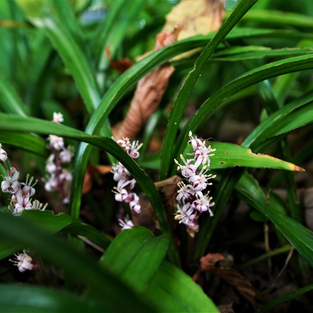 Reineckea carnea