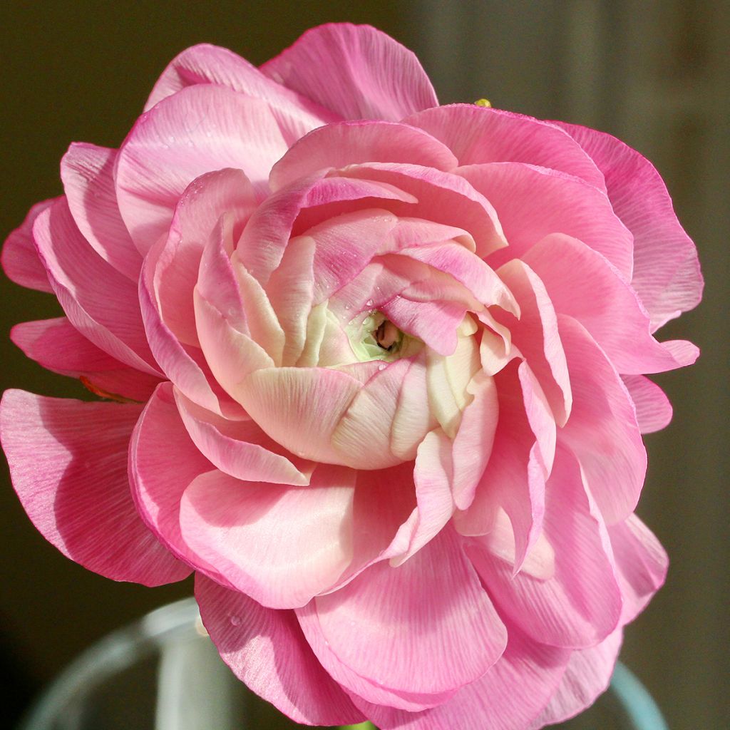 Ranunkel Pink - Ranunculus