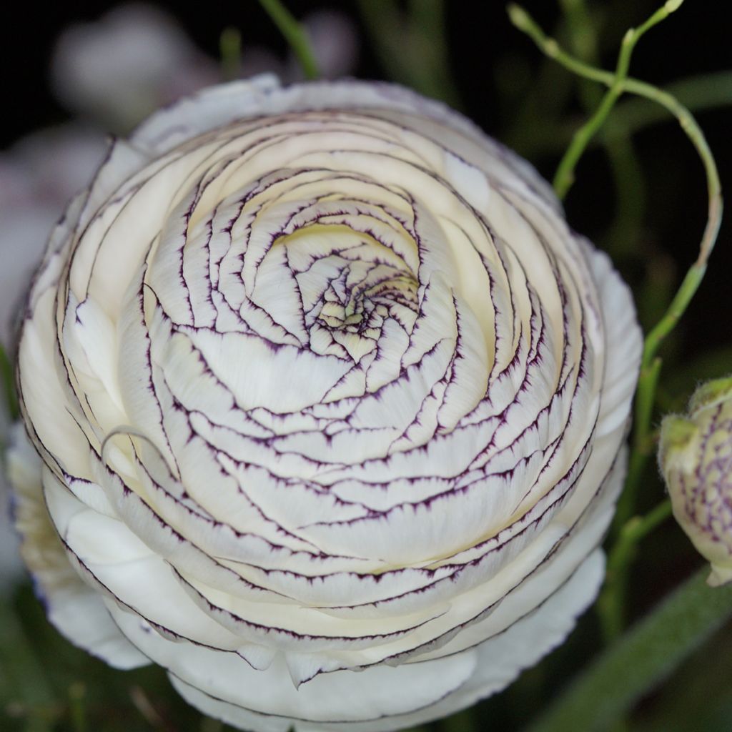 Ranunkel White Pink Bicolor - Ranunculus