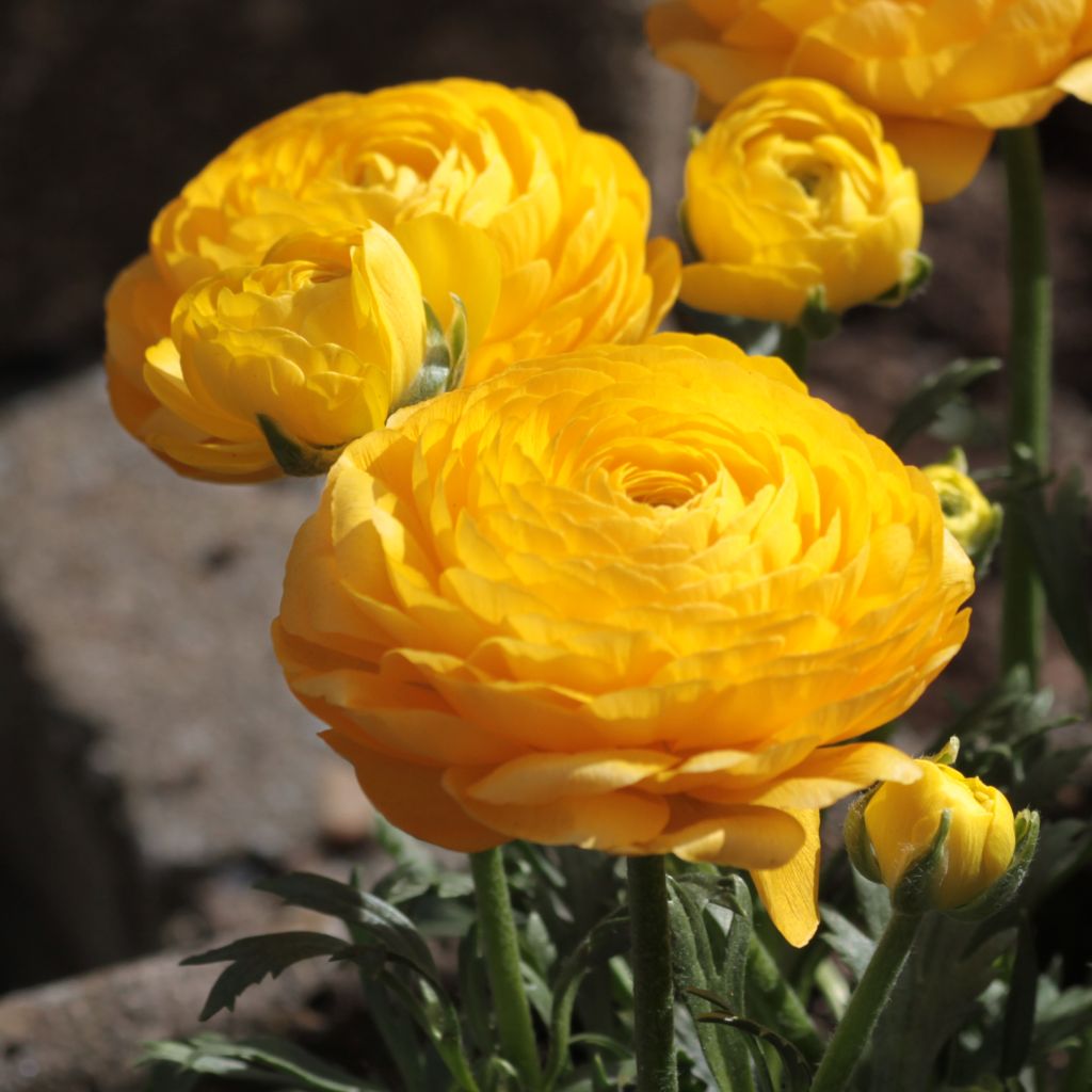 Renoncule fleur double jaune - Ranunculus asiaticus