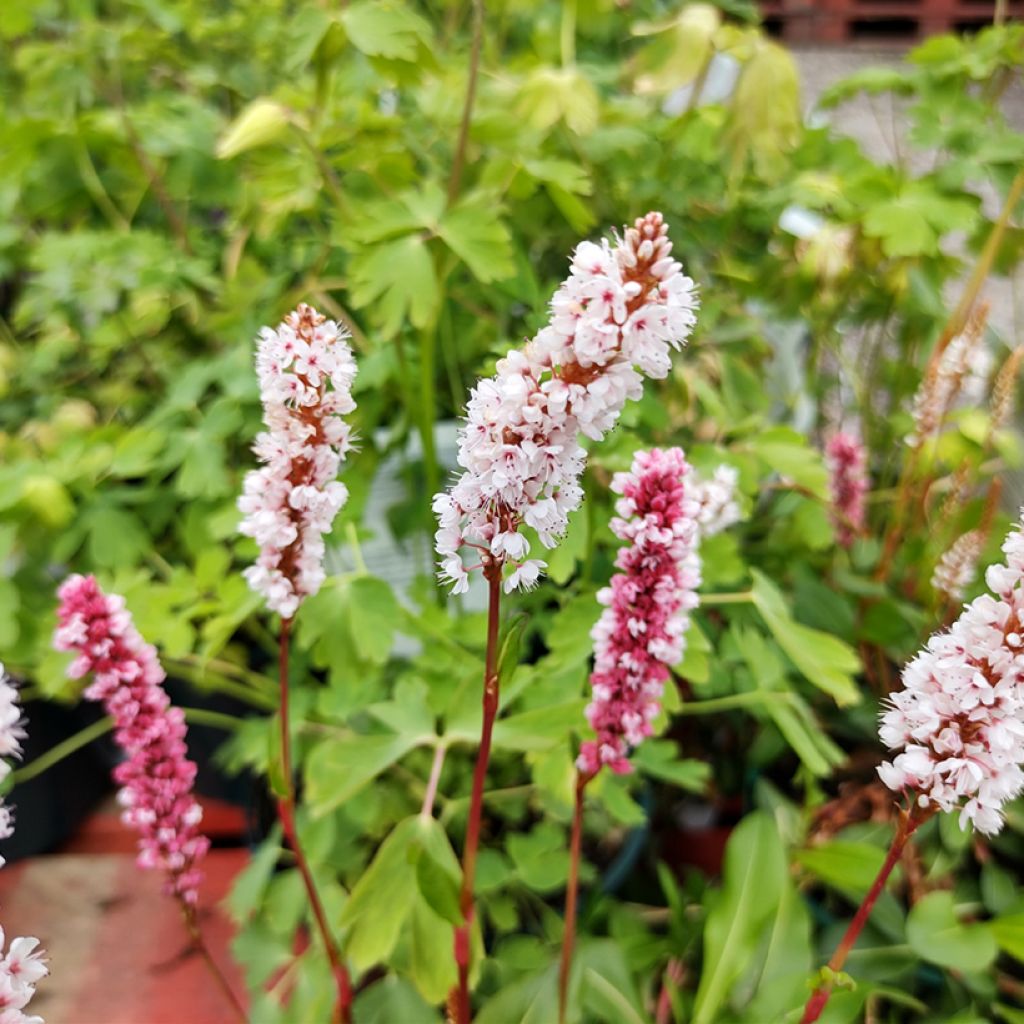 Schneckenknöterich Donald Lowndes - Persicaria affinis