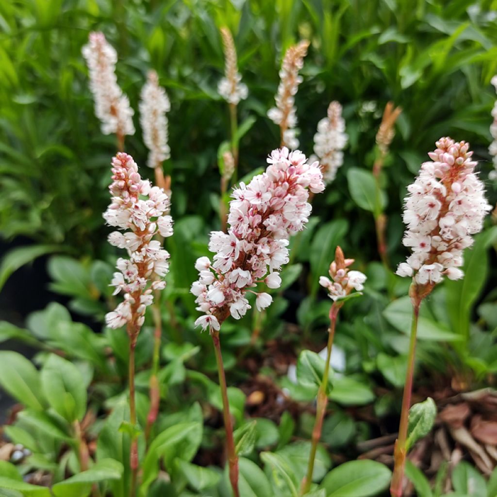 Schneckenknöterich Donald Lowndes - Persicaria affinis