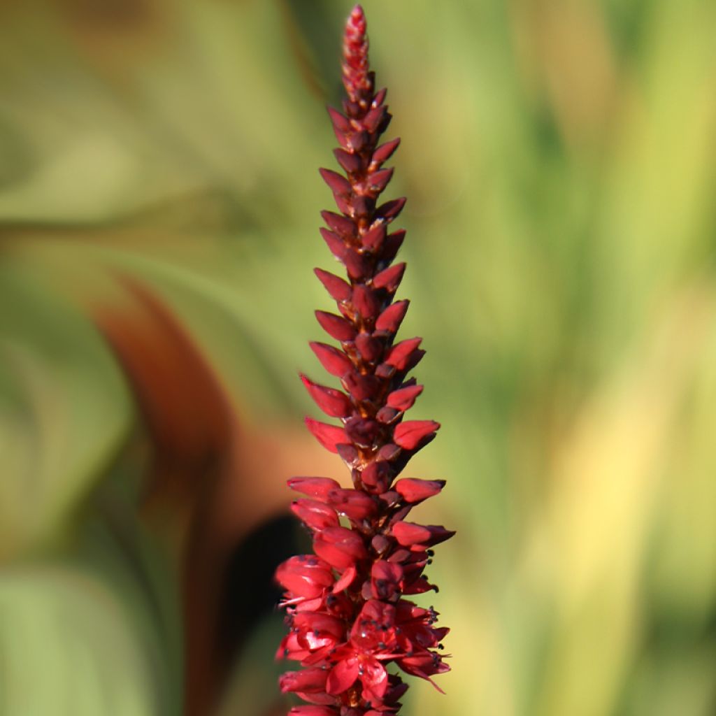 Kerzenknöterich Black Dreams - Bistorta amplexicaulis