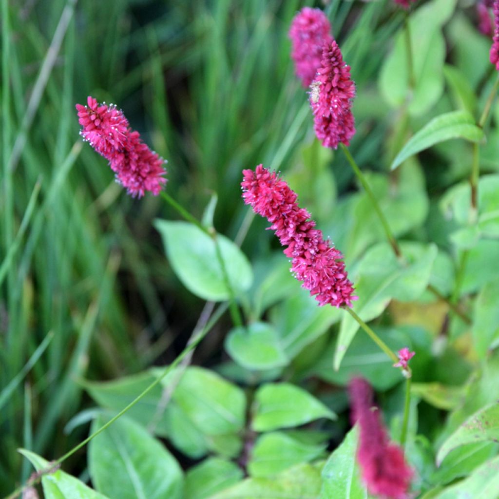 Kerzenknöterich Blackfield - Bistorta amplexicaulis