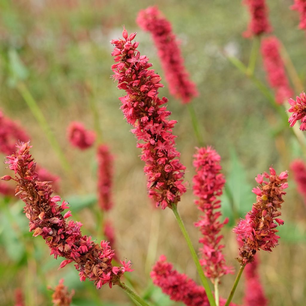 Kerzenknöterich Fat Domino - Bistorta amplexicaulis