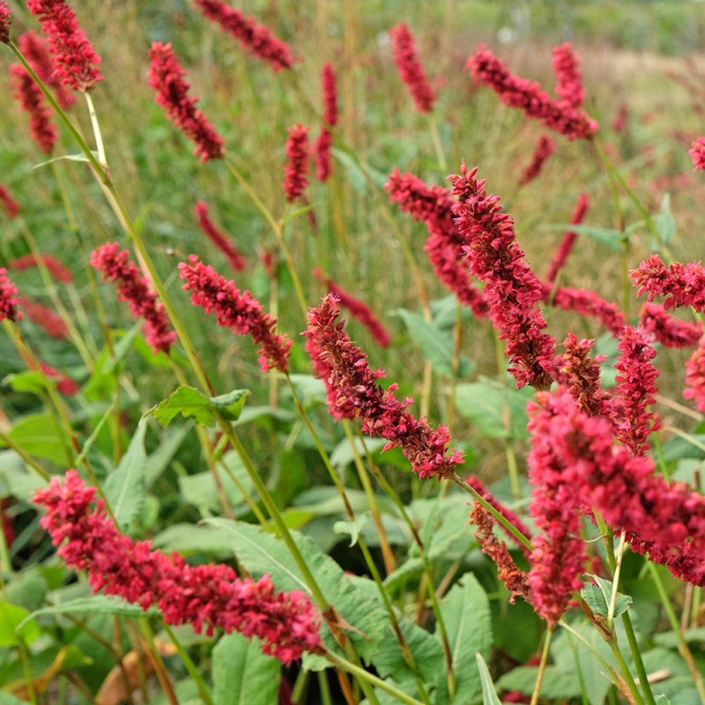 Kerzenknöterich Fat Domino - Bistorta amplexicaulis