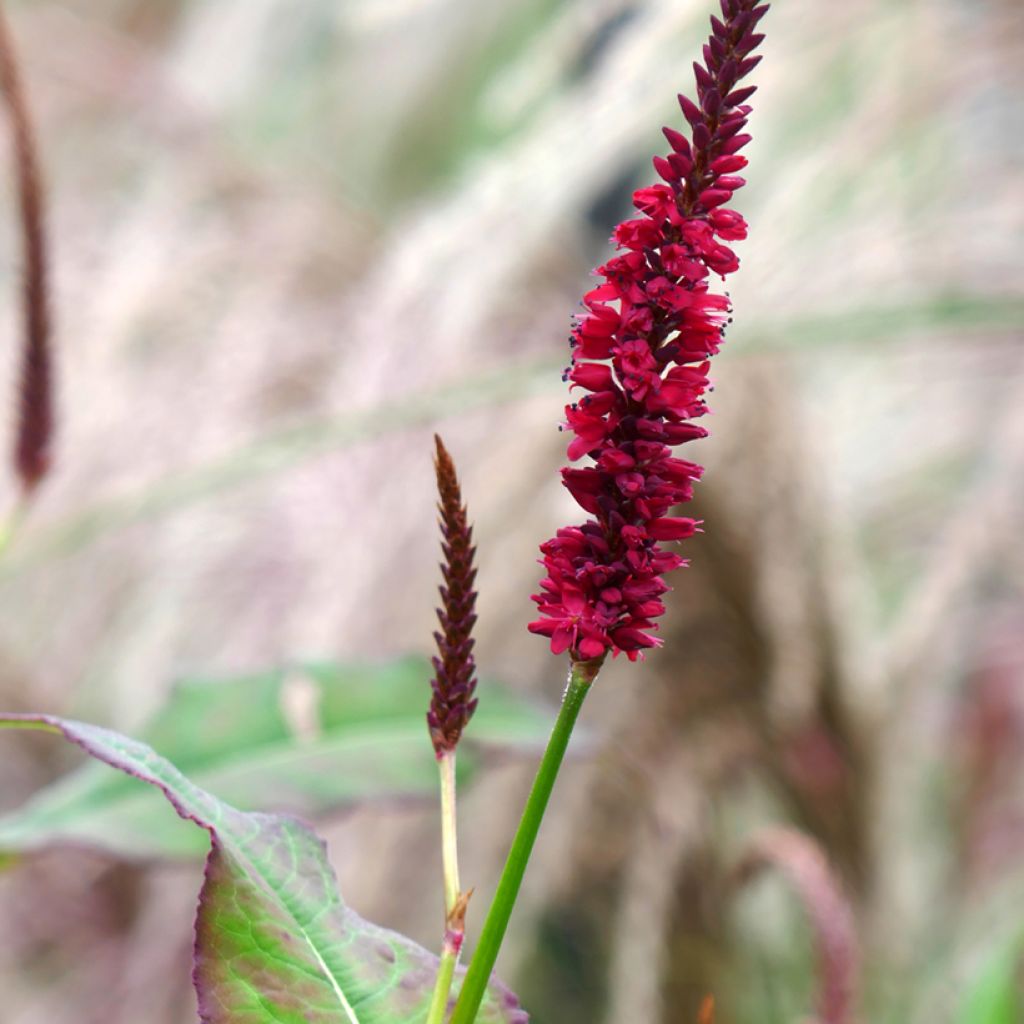 Kerzenknöterich Inverleith - Bistorta amplexicaulis