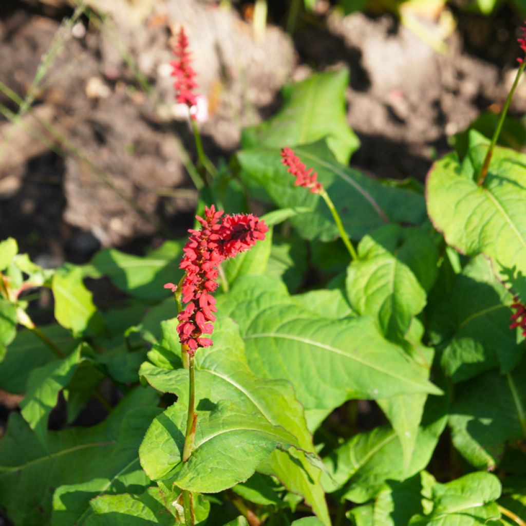 Kerzenknöterich JS Caliente - Bistorta amplexicaulis