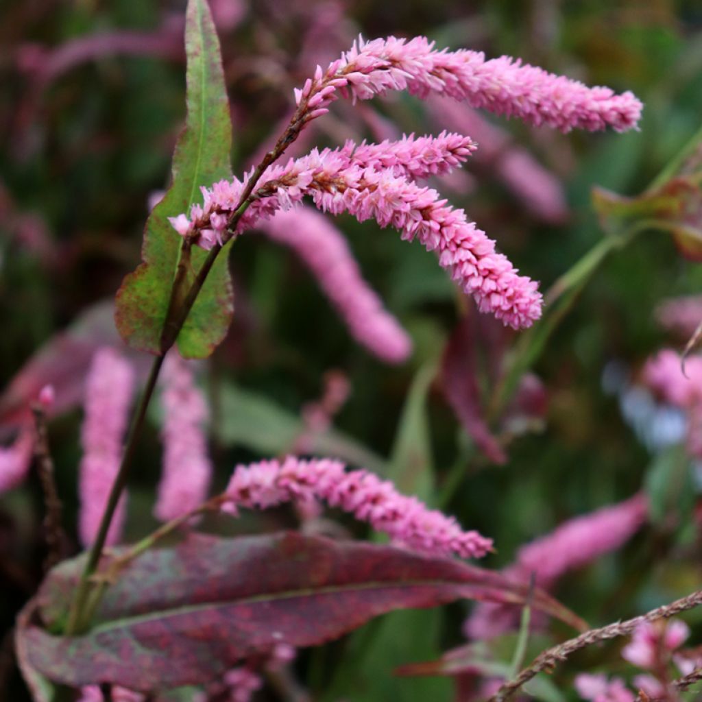 Kerzenknöterich Pink Elephant - Bistorta amplexicaulis