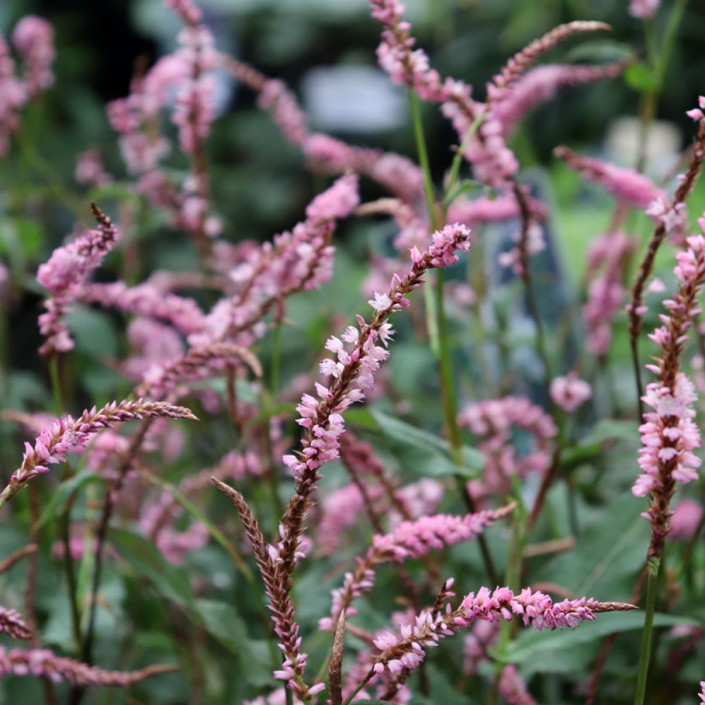 Kerzenknöterich Pink Elephant - Bistorta amplexicaulis