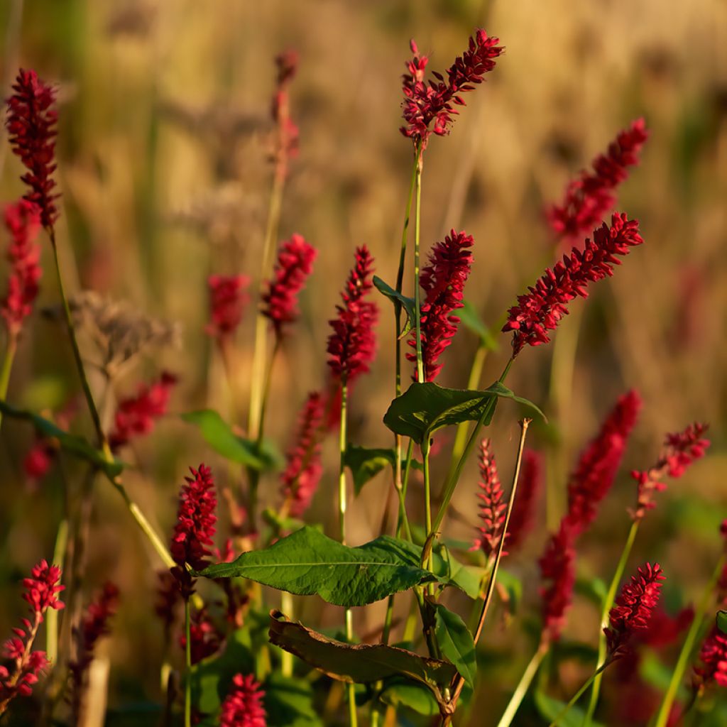 Kerzenknöterich Vesuvius - Bistorta amplexicaulis