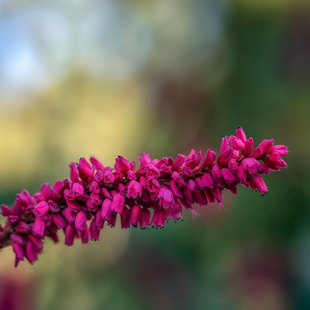 Kerzen-Knöterich - Persicaria amplexicaulis var. pendula