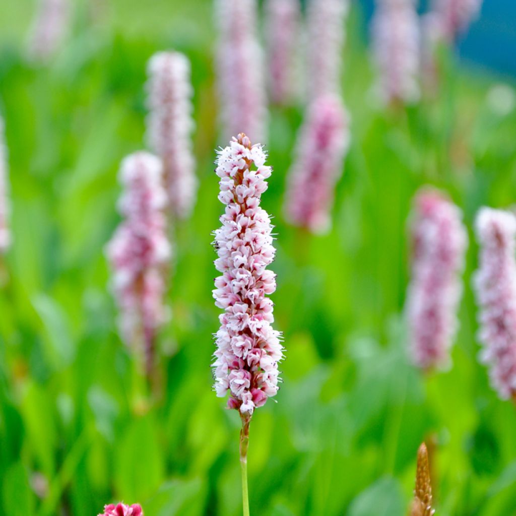 Schlangenwurz Superba - Persicaria officinalis