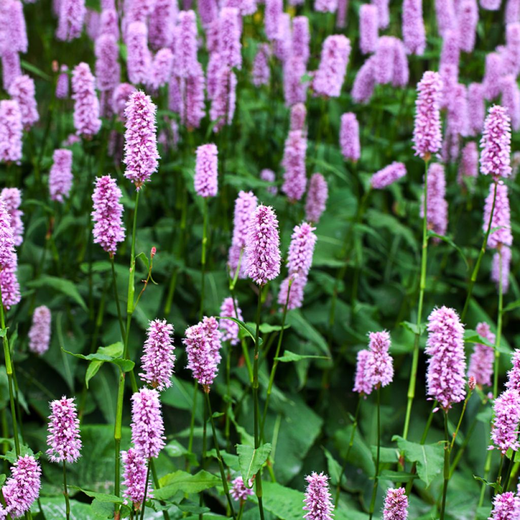 Schlangenwurz Superba - Persicaria officinalis