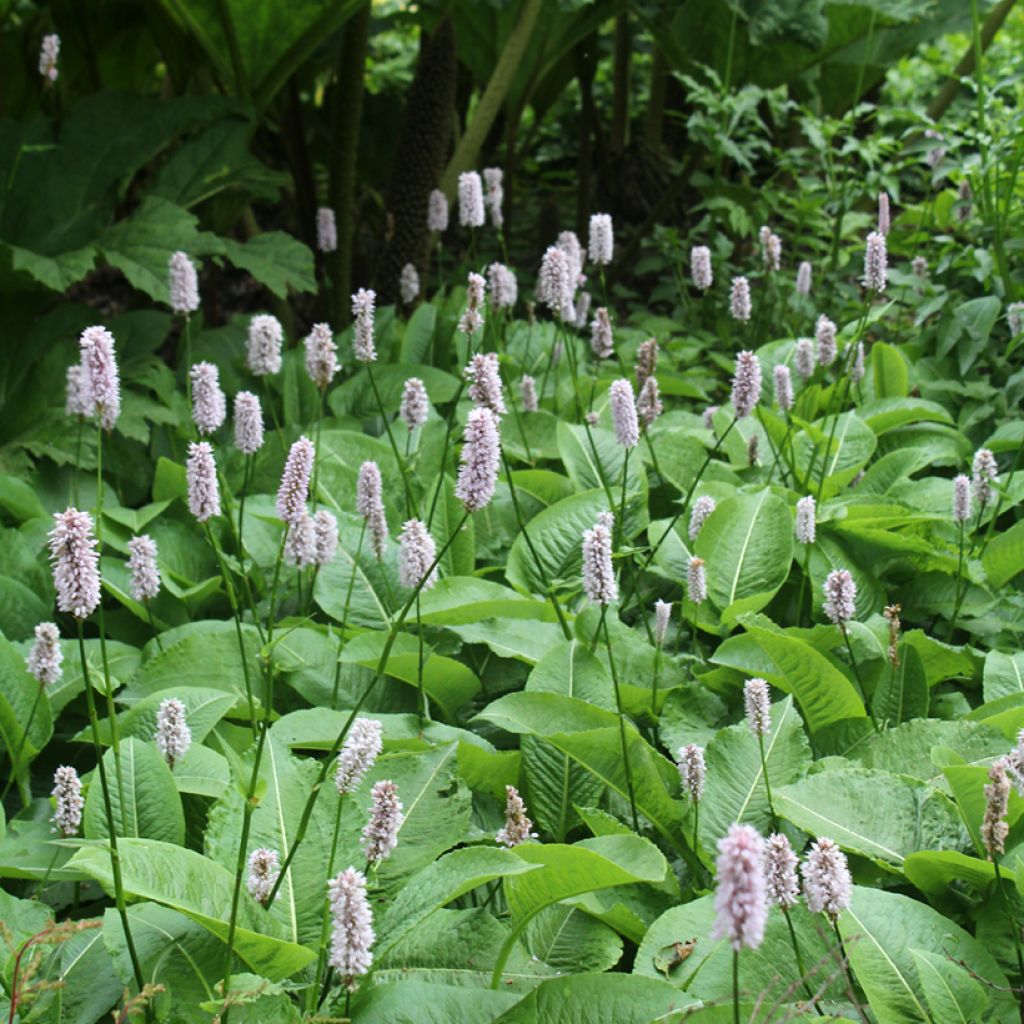 Schlangenwurz Superba - Persicaria officinalis