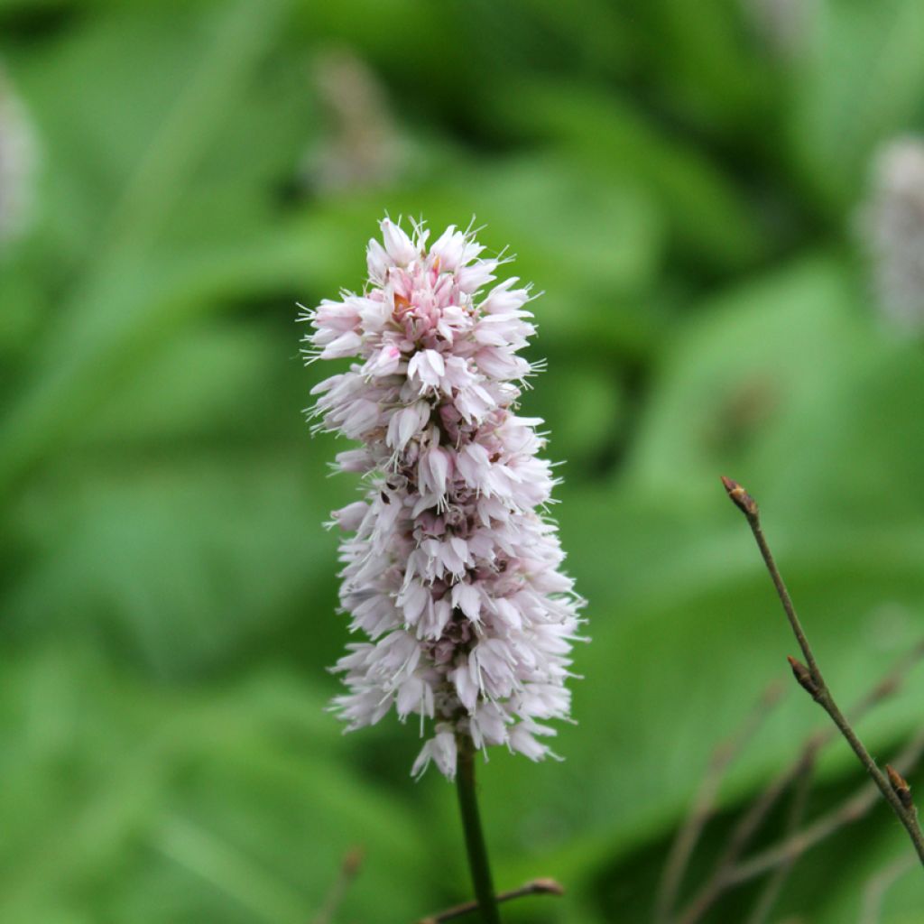 Schlangenwurz Superba - Persicaria officinalis