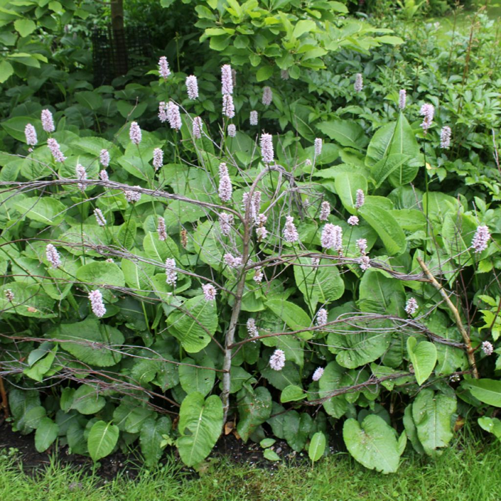 Schlangenwurz Superba - Persicaria officinalis