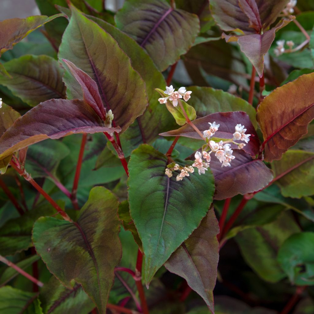 Kleinköpfiger Knöterich Red Dragon - Persicaria microcephala